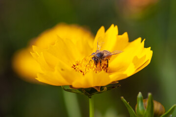 Bee collecting pollen to make honey.