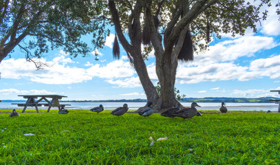 Flock of Ducks and Panoramic View of Cockle Bay Beach Auckland, New Zealand During Morning Low Tide Time