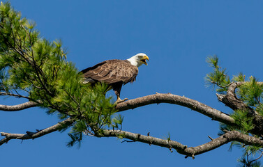 Female Bald eagle sitting near nest