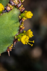 Euphorbia Flower (Euphorbia ledienii)