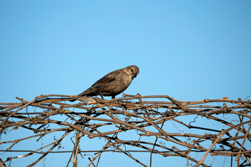 Brown-headed Cowbird in the garden