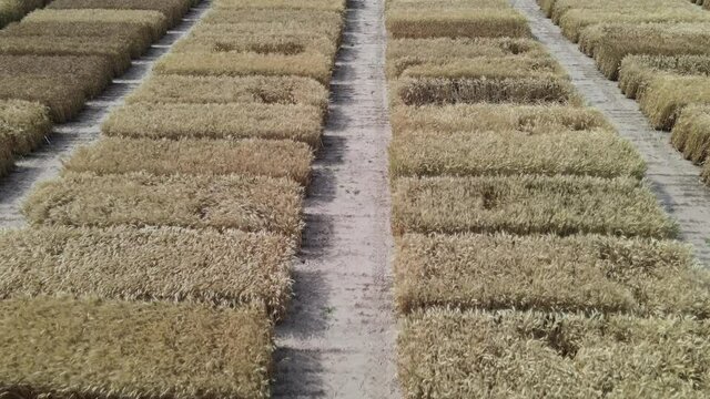 Farm Field - wheat 