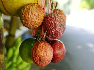 Passion fruit hanging in the shop.