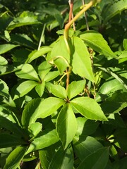 green plant with five wide leaves