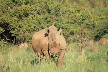 A white rhino in the african bush