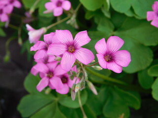 pink flowers in the garden