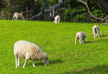 Obraz na płótnie Canvas Sheeps Grassing at One Tree Hill Park; Farm Animals; Auckland New Zealand