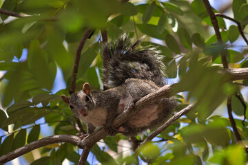 chipmunk