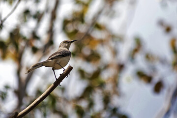 
Mockingbird