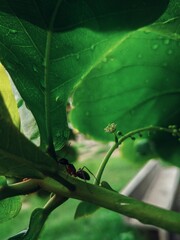 A ant who is traviling to leaves 