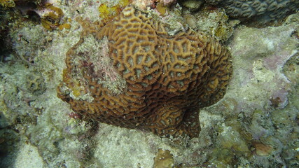 Coral found at coral reef area at Tioman island, Malaysia