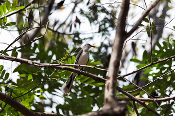 Mockingbird and tree