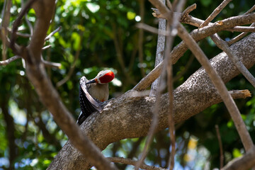 
Red-bellied Woodpecker 