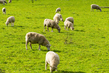 Obraz na płótnie Canvas Sheeps Grassing at One Tree Hill Park; Farm Animals; Auckland New Zealand