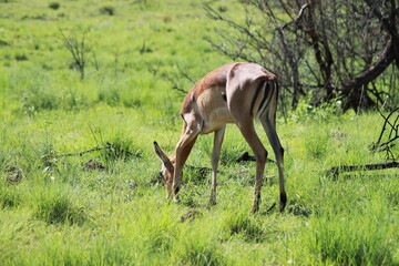 impala in the african bush eating grass