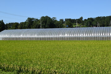 ビニールハウスと水田