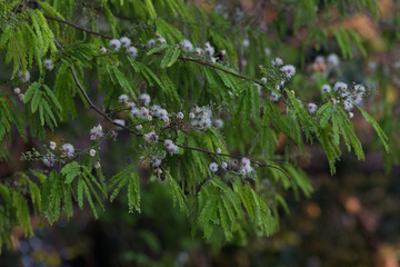 wild flowers in the forest