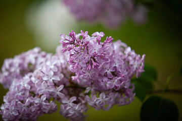 Lilac cluster with buds in the tree branch