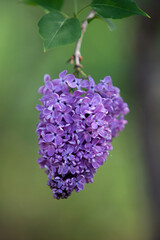 Ordinary lilac cluster in full bloom in light green background