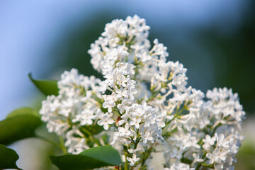 White lilac in bloom on a sky background at daylight