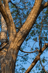 tree and sky