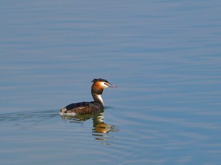 青空映す水面でのんびり泳ぐカンムリカイツブリ（夏羽）