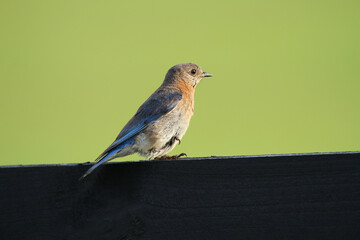 Bluebird, Male_9979