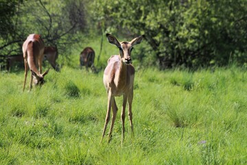 Naklejka na ściany i meble An impala in the african savannah and bush