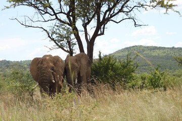 Two african elephants in the savannah behind high grass under a tree