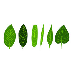 Set of Simple Vector a Leaf in Green