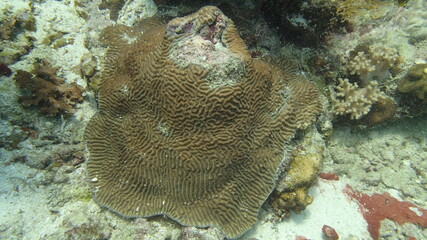 Coral found at coral reef area at Tioman island, Malaysia