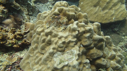 Coral found at coral reef area at Tioman island, Malaysia