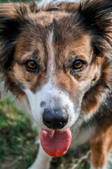 portrait of a dog