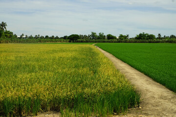 Path walk through rice field under blue sky