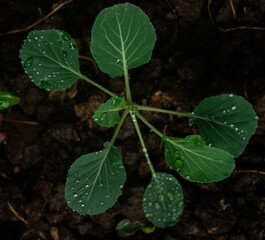 Home Garden, Huerta, Cabbage