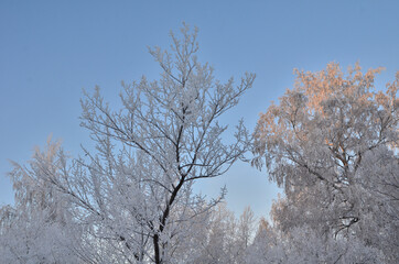 Trees covered with hoarfrost in the first rays of the sun