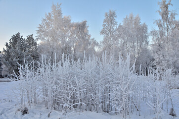 Trees covered with hoarfrost in the first rays of the sun