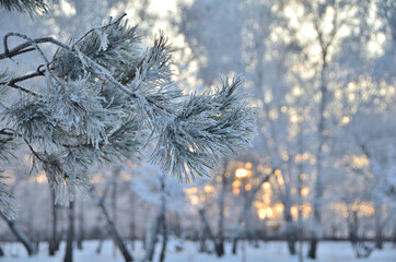 Branches of trees covered with hoarfrost in the first rays of the sun
