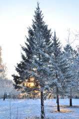 Trees covered with hoarfrost in the first rays of the sun