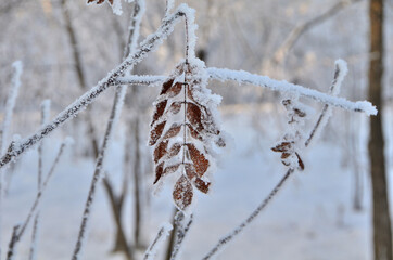 Trees covered with hoarfrost in the first rays of the sun