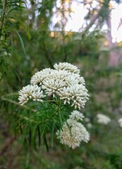 Native Australian botanical plant blooms in the wild