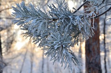 Trees covered with hoarfrost in the first rays of the sun