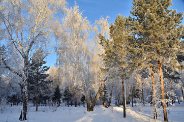 Trees covered with hoarfrost in the first rays of the sun