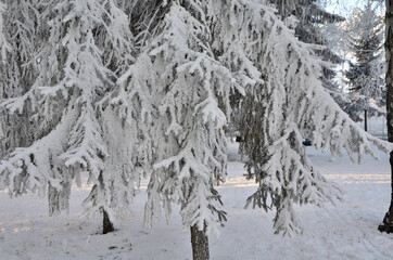 Trees covered with hoarfrost in the first rays of the sun