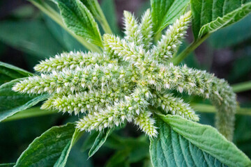 Flores de chia huancayo flowers