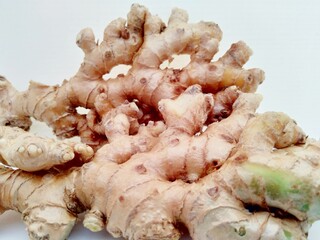 Bitter ginger with white background. Bitter ginger also called Zingiber zerumbet, awapuhi, shampoo ginger, lempuyang and pinecone ginger. Used as food flavoring and appetizers in various cuisines food