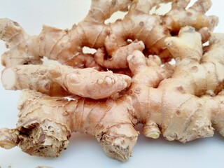 Bitter ginger with white background. Bitter ginger also called Zingiber zerumbet, awapuhi, shampoo ginger, lempuyang and pinecone ginger. Used as food flavoring and appetizers in various cuisines food