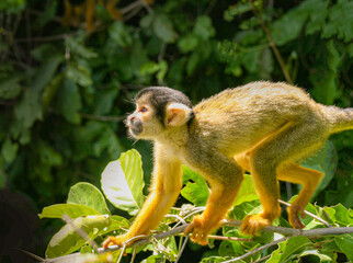 Amazonas - Mono caminando a la izquierda