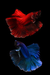 Multi color Siamese fighting fish(Rosetail)(half moon),fighting fish,Betta splendens,on black background with clipping path