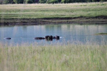 Hippos are lying in the water having a rest